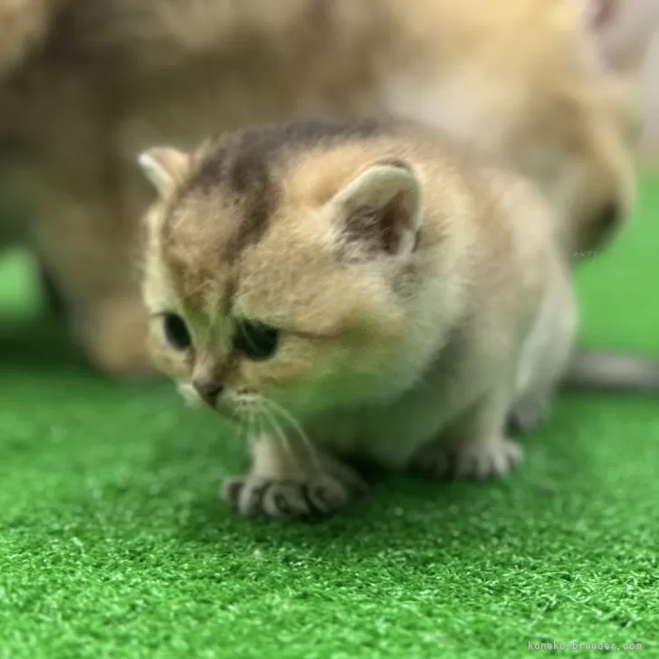 ID：2402-00428の子猫