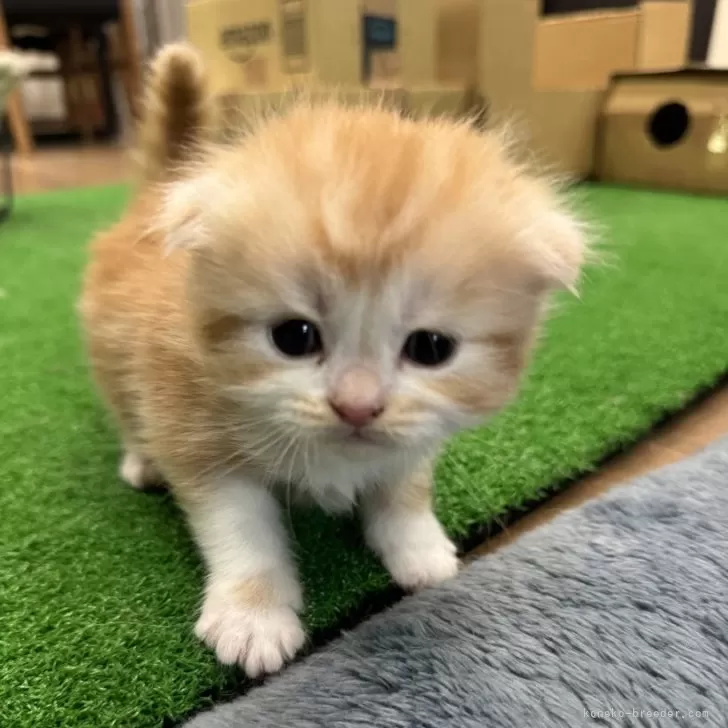 ID：2402-00537の子猫