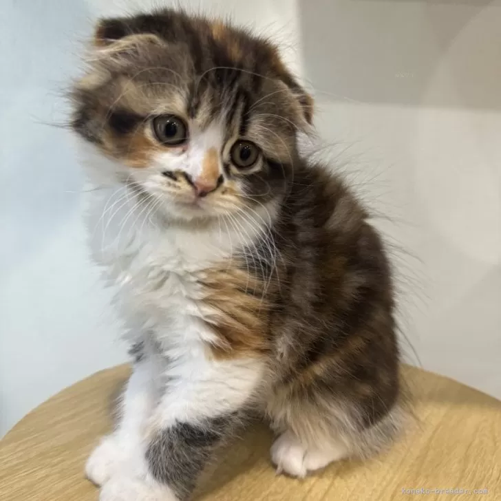 ID:2402-00541の子猫