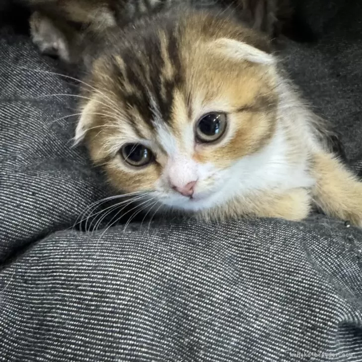 ID：2402-01101の子猫