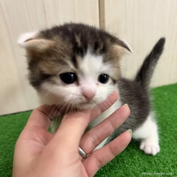 ID:2402-01100の子猫