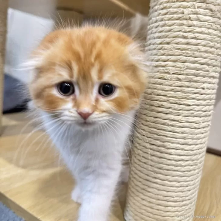 ぽてち 様のお迎えした子猫