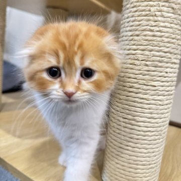 スコティッシュフォールド(折れ耳)【広島県・男の子・2024年1月13日・レッドタビーアンドホワイト（ふわふわロング）】の写真「甘えん坊❤️」