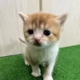 スコティッシュフォールド(立ち耳)【広島県・男の子・2024年1月15日・レッドアンドホワイト】の写真1