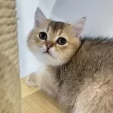 ブリティッシュショートヘア【広島県・男の子・2024年1月11日・ブラックゴールデンシェーデッド】の写真1「まん丸で可愛い🩷」