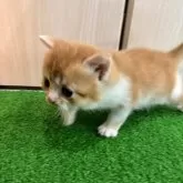 スコティッシュフォールド(立ち耳)【広島県・男の子・2024年1月15日・レッドアンドホワイト】の写真2