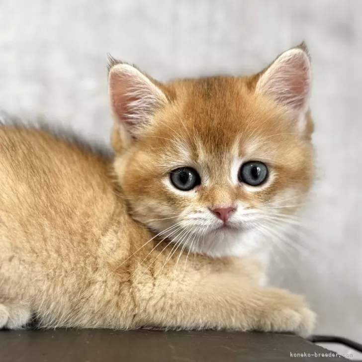 ID：2505-02635の子猫