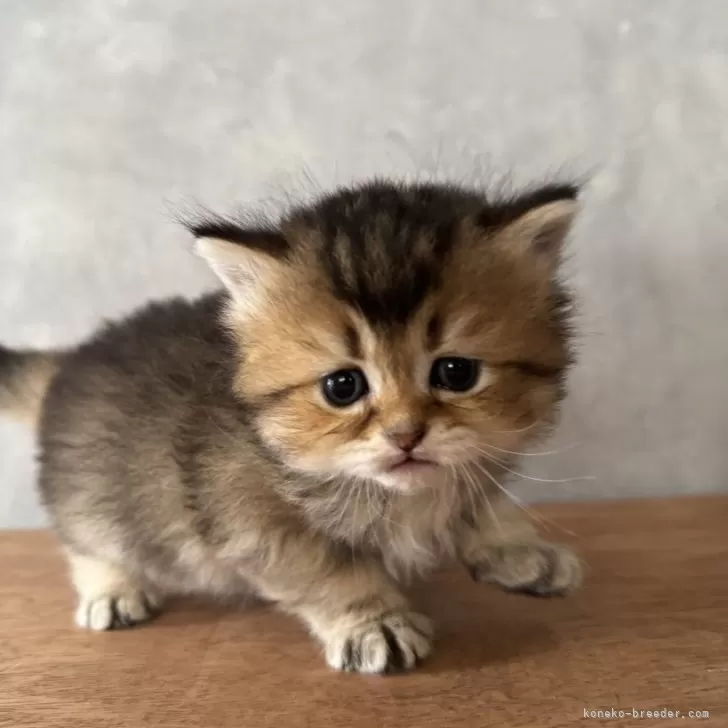 ID:2504-00029の子猫