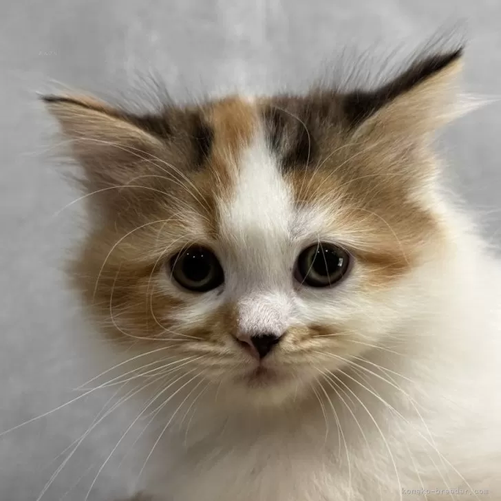 スコティッシュフォールド(立ち耳)【広島県・女の子・2025年8月18日・キャリコ】の写真1「まん丸お目目が、キュートです🩷」