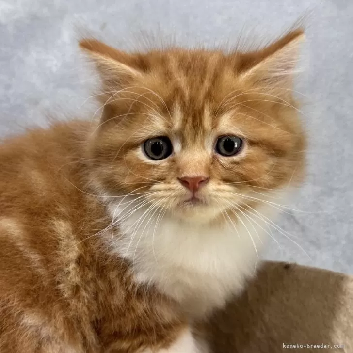 スコティッシュフォールド(立ち耳)【広島県・男の子・2025年8月18日・レッドタビーアンドホワイト】の写真1