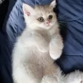 ブリティッシュショートヘア【広島県・女の子・2025年5月31日・ブルークリーム】の写真4