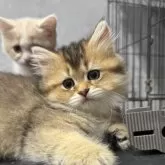 スコティッシュフォールド(立ち耳)【広島県・女の子・2025年3月1日・ブラックゴールデンシェーデット】の写真5「フワフワ」