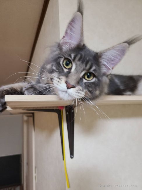 松井　賀代子(まつい　かよこ)ブリーダー(福岡県・メインクーン・TICA/TCC登録)の紹介写真2