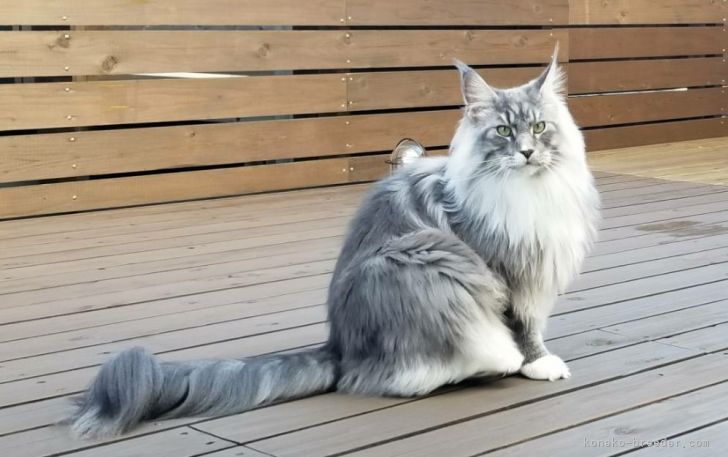 松井　賀代子(まつい　かよこ)ブリーダー(福岡県・メインクーン・TICA/TCC登録)の紹介写真3