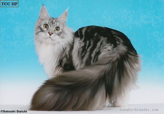 松井　賀代子(まつい　かよこ)ブリーダー(福岡県・メインクーン・TICA/TCC登録)の紹介写真4