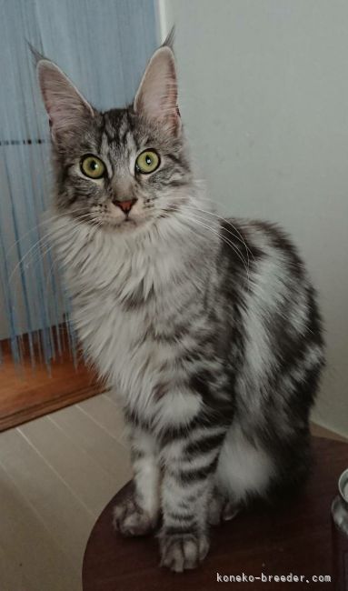 松井　賀代子(まつい　かよこ)ブリーダー(福岡県・メインクーン・TICA/TCC登録)の紹介写真5