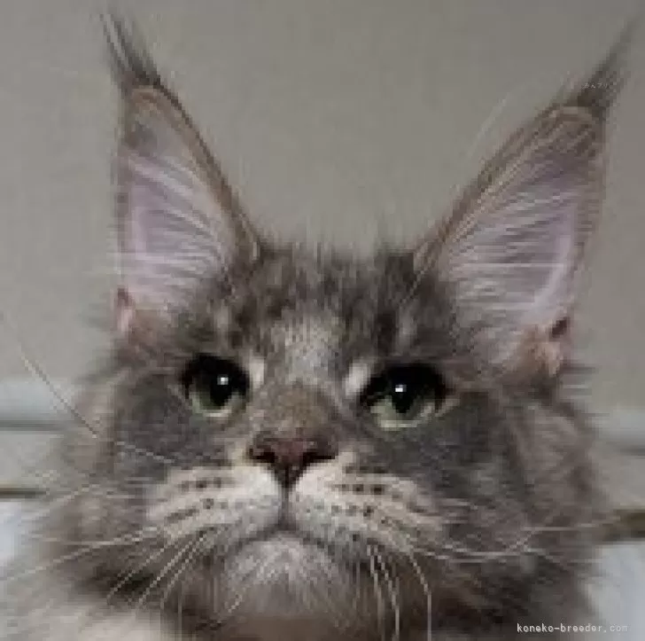 ID:2308-00521の子猫