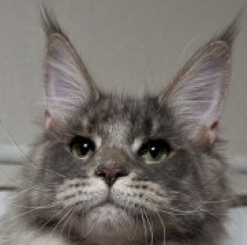 メインクーン【福岡県・女の子・2023年5月25日・ブルークラシックトービー】の写真「甘えん坊の美人さん」