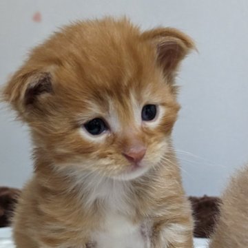 メインクーン【福岡県・男の子・2024年4月20日・レッドマッカレルタビー&ホワイト】の写真「ソックスと手袋が可愛い男の子」