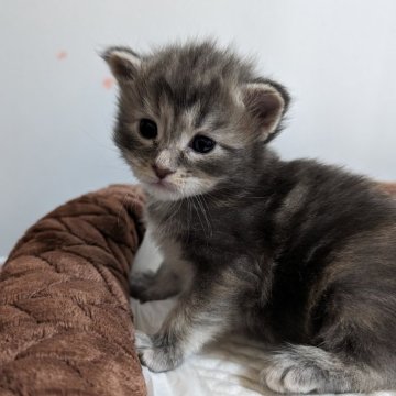 メインクーン【福岡県・女の子・2024年4月20日・ブルーシルバートービー】の写真「甘えたがりさん」