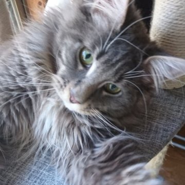 メインクーン【福岡県・男の子・2022年5月8日・ブルータビー&ホワイト】の写真「社交的で、手足の大きな男の子」