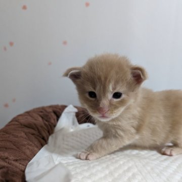 メインクーン【福岡県・男の子・2024年4月20日・クリームクラシックタビー】の写真「大きくなりそうな男の子」