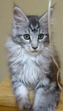 メインクーン【福岡県・女の子・2021年9月15日・ブラックシルバークラシックタビー】の写真「とても美人な女の子。」