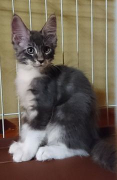 メインクーン【福岡県・男の子・2021年5月13日・ブルーシルバークラシックタビー&ホワイト】の写真「長めの手袋とソックスが可愛い男の子」