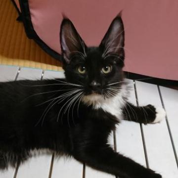 メインクーン【福岡県・男の子・2022年5月8日・ブラックスモーク&ホワイト】の写真「甘えん坊のタキシード君」