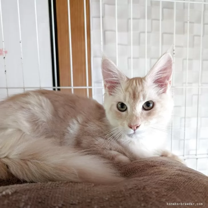 メインクーン【福岡県・男の子・2025年6月30日・クリームクラッシックタビー】の写真1