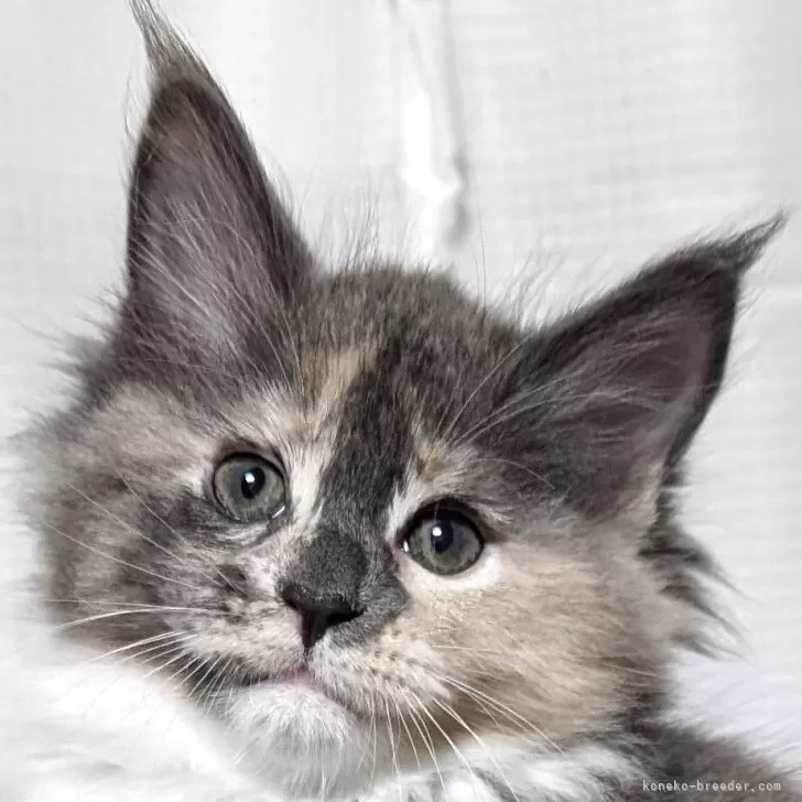 ID：2504-00397の子猫