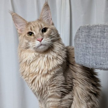 メインクーン【福岡県・男の子・2024年4月20日・クリームマッカレルタビー】の写真「レッド系がお好きな方にお勧めです」