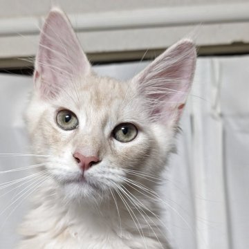 メインクーン【福岡県・男の子・2025年6月30日・クリームクラッシックタビー】の写真「甘えん坊な男の子」