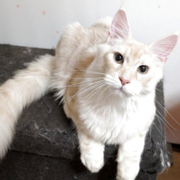 メインクーン【福岡県・男の子・2025年6月30日・クリームクラッシックタビー】の写真「甘えん坊な男の子」