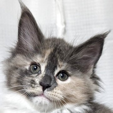 メインクーン【福岡県・女の子・2025年2月21日・ブルートービー&ホワイト】の写真「カラーが個性的、黒系が好きな方にお勧めです」