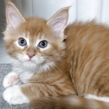 メインクーン【福岡県・男の子・2025年2月21日・レッドマッカレルタビー&ホワイト】の写真「甘えん坊な男の子」