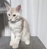 メインクーン【福岡県・男の子・2025年6月30日・クリームシルバークラッシックタビー】の写真4