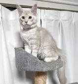 メインクーン【福岡県・男の子・2025年6月30日・クリームシルバークラッシックタビー】の写真5