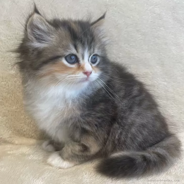 ID：2410-00015の子猫