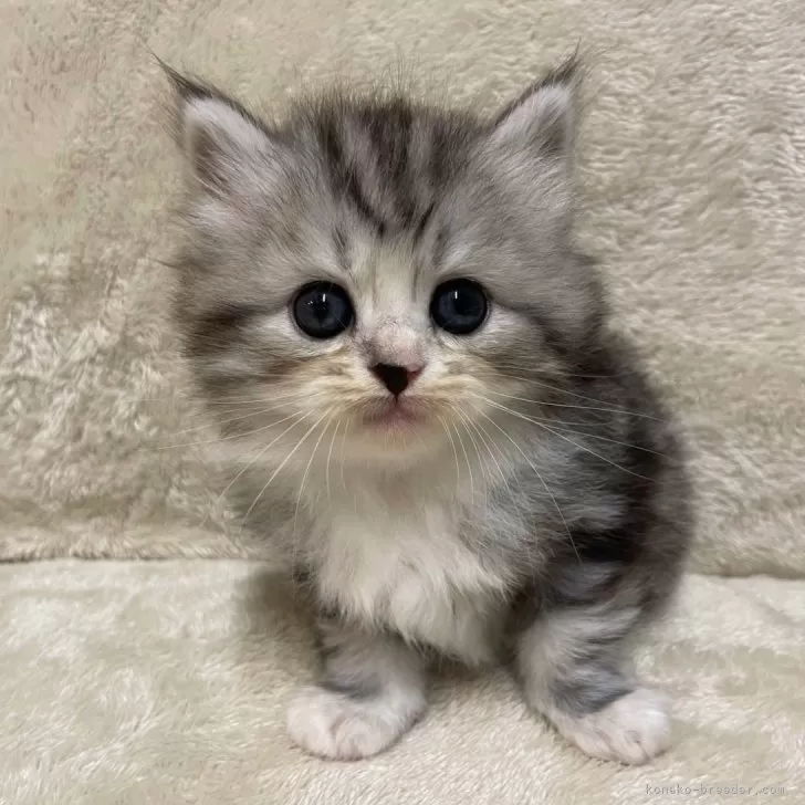 K.I 様のお迎えした子猫