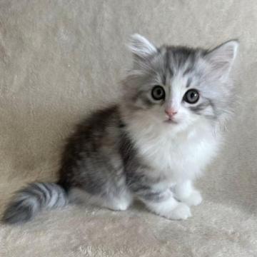 サイベリアン【三重県・男の子・2022年11月15日・シルバータビー×ホワイト】の写真「かわいいお顔の男の子です♡」
