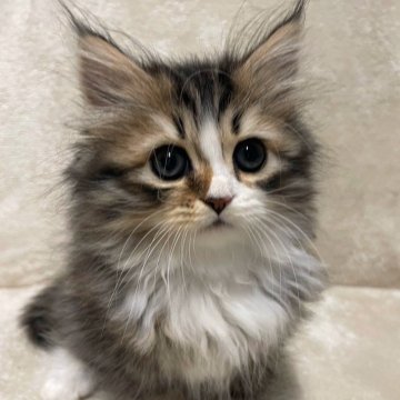 サイベリアン【三重県・女の子・2023年6月1日・ブラウンタビー×ホワイト】の写真「夏休み特別価格♡
とて人懐っこいかわいい子です♡」