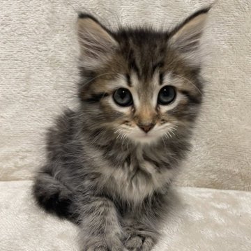 サイベリアン【三重県・女の子・2023年6月1日・ブラウンタビー】の写真「人懐っこい、かわいい子です♡」