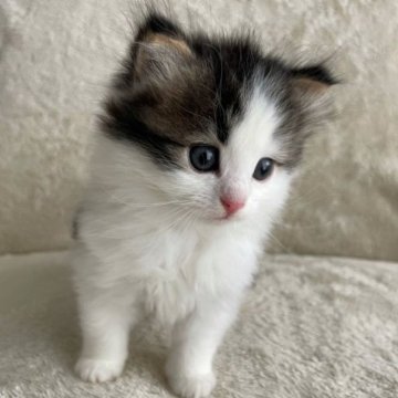 サイベリアン【三重県・男の子・2023年5月5日・ブラウンタビー×ホワイト】の写真「とても人懐っこい子です♡」