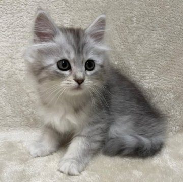 サイベリアン【三重県・女の子・2023年8月20日・シルバーパッチドタビー】の写真「とても可愛い子です♡」