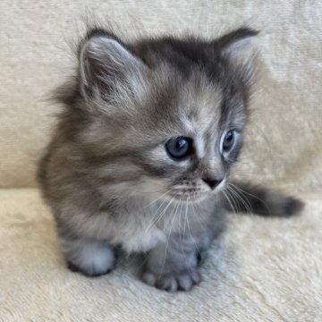 サイベリアン【三重県・女の子・2024年7月22日・ブルーパッチドタビー】の写真「とても可愛いお顔で性格はおっとりさんです♡」