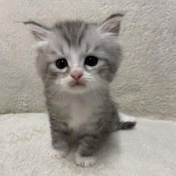 サイベリアン【三重県・男の子・2022年6月12日・シルバータビーホワイト】の写真「靴下を履いたかわいい子です♡」