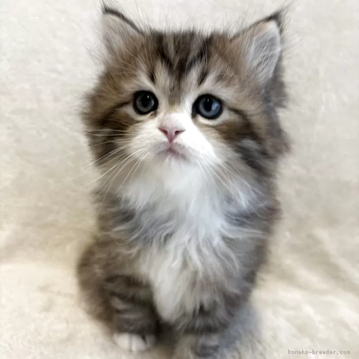 H.N 様のお迎えした子猫