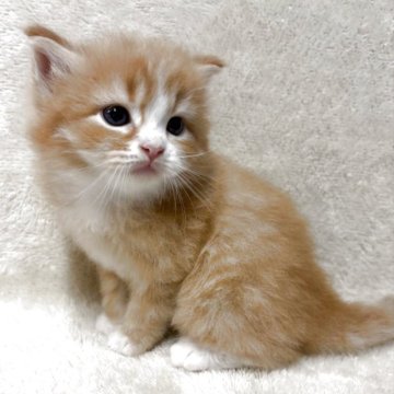 サイベリアン【三重県・男の子・2025年5月11日・レッドタビー&ホワイト】の写真「とても人懐っこい可愛い子です♡」