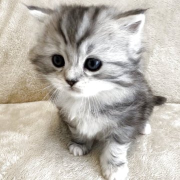 サイベリアン【三重県・女の子・2025年3月22日・シルバークラシックタビー&ホワイト】の写真「とても可愛いお顔の人懐っこい子です♡」